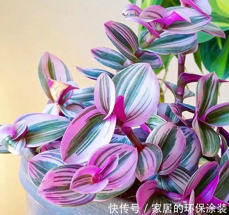 吊兰|诗情画意的网红鸭跖草,油画吊兰这么养护,叶片清丽脱俗如画卷