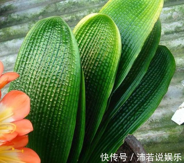 松果|君子兰肥到流油，长寿花开不断，原来他用了1个小方法！