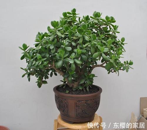 佳品|5种懒人花,30天不浇水也能枝繁叶茂,花开满盆,是客厅盆栽佳品