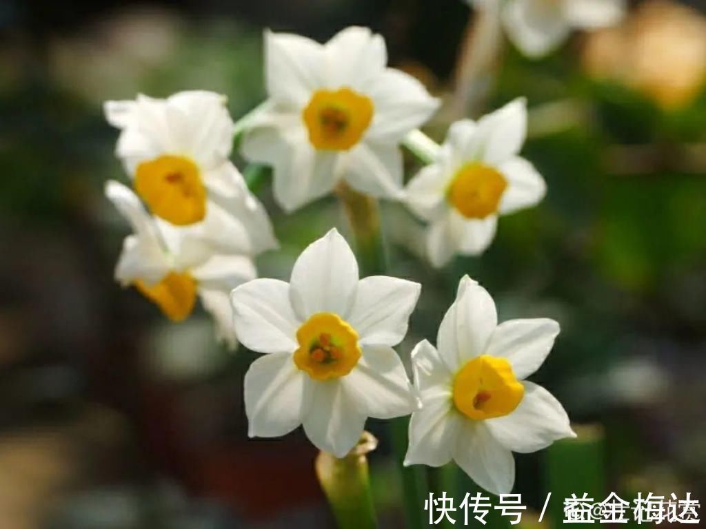 水仙花|6种花是一次性,开完可以扔了,别再浪费时间