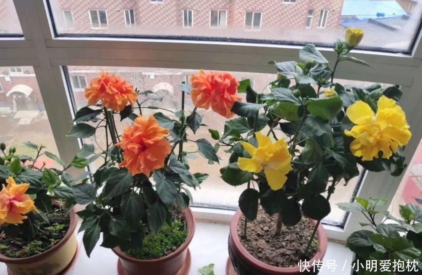 威胁|天热养花,怕度夏难,盆栽切记4点,高温造不成威胁