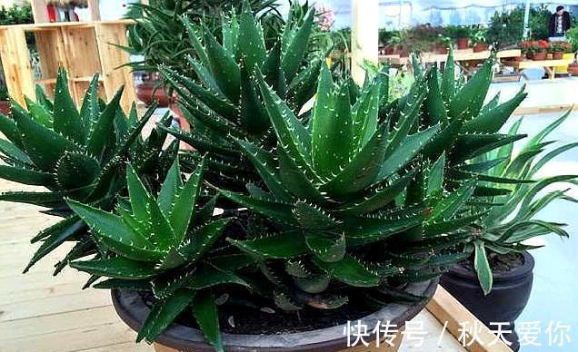 室内养芦荟,满足它2个“爱好”,叶片肥厚,新芽冒不停,挤爆盆