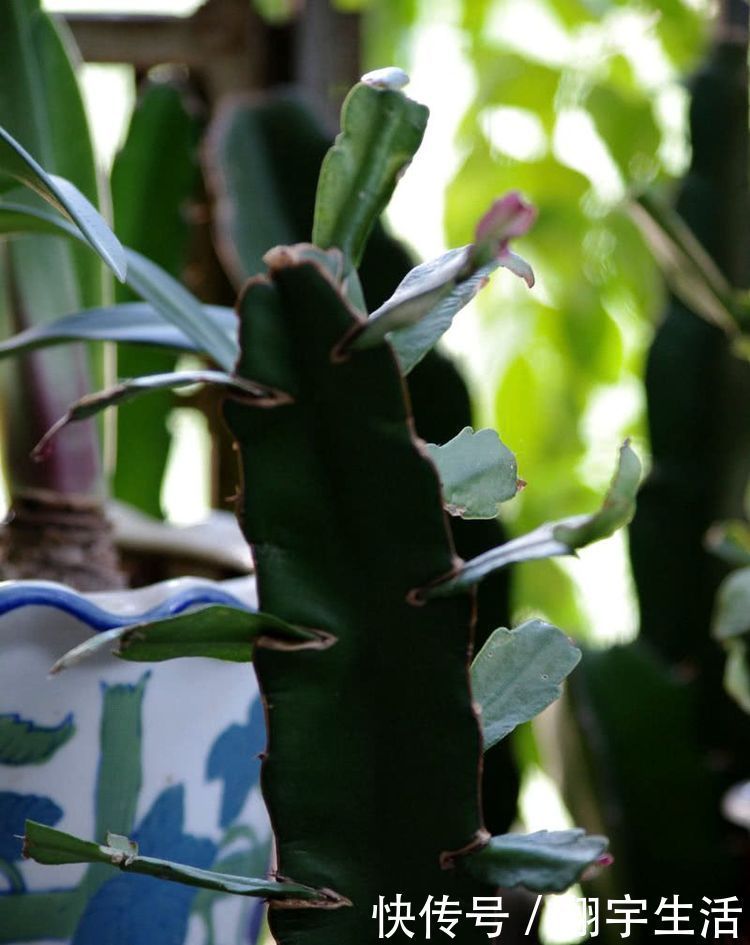 蟹爪兰爱烂根，3种解决方法，随便选一种，根不烂，年底花开满盆