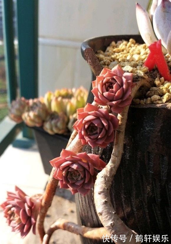 多肉怎么养出悬崖桩?选对花盆,选对品种,1年养成悬崖老桩