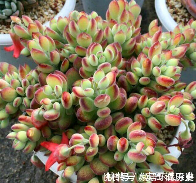 5种自带体香的多肉植物,阳台养一盆,香喷喷