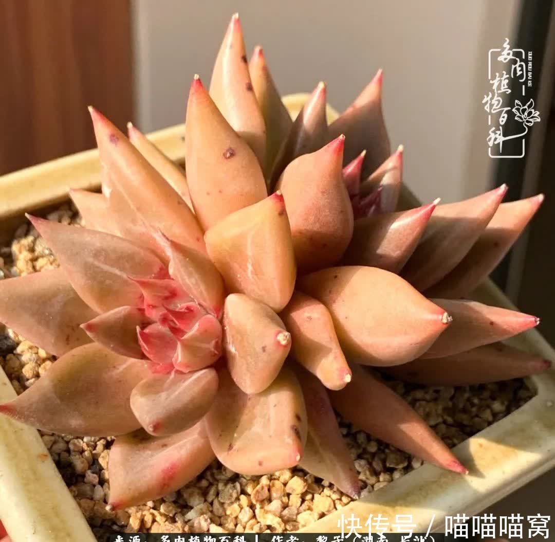 最温暖不过人间烟火,来自逆挂区的多肉!