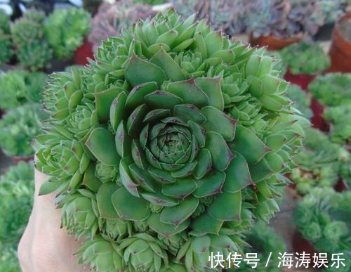 花盆|急性子养这6种“多肉”,长的快,状态美,半年就能长爆盆