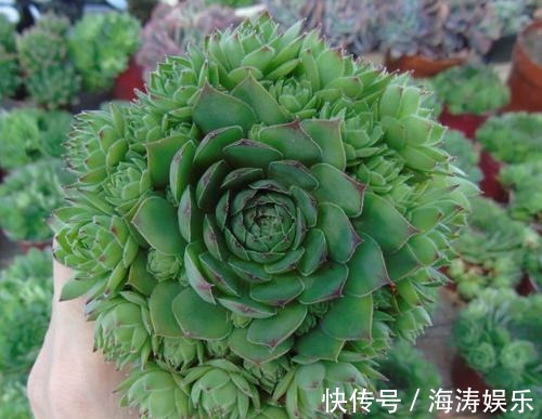 花盆|急性子养这6种“多肉”，长的快，状态美，半年就能长爆盆