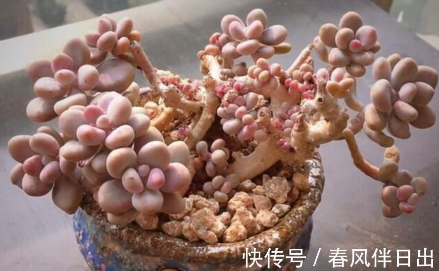 养护|入秋以后,给多肉植物浇水有讲究,掌握4个要点,叶片肥厚上色美
