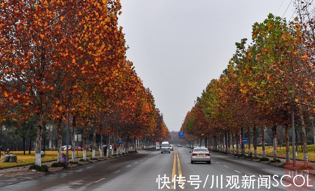 板仓|视频｜冬意渐浓，自贡板仓“梧桐大道”迎来观赏季