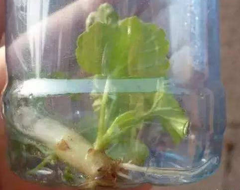 家里常丢掉的“垃圾”,秒变“扦插利器”,大白根嗖嗖冒,忒好活