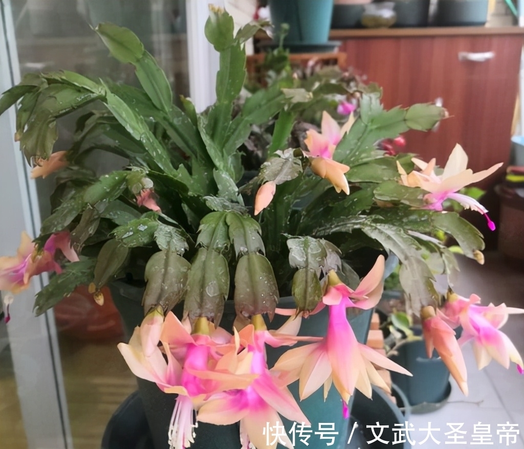 都说蟹爪兰难养,记住蟹爪兰有“8怕”,挨个避开,才能叶厚花多