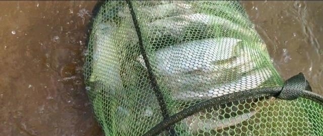 钓翘嘴知道这些，会让你收获满满，钓的非常过瘾