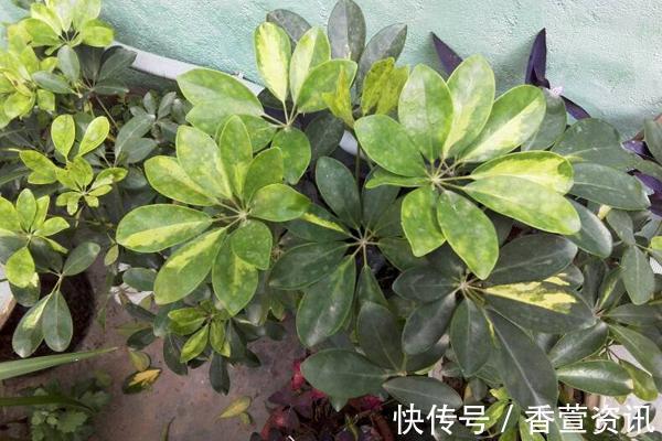 金钱树|客厅太“阴暗”,就养“3种树”,不仅能“镇宅”,还能吸甲醛