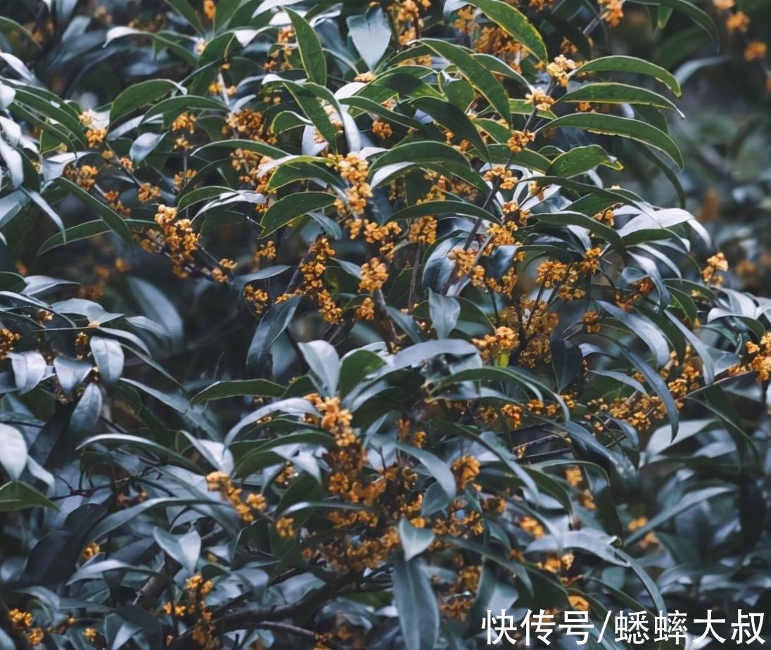 桂花味|杭州桂花味秋天上线，推荐五个休闲游景点，既能赏桂又能拍照