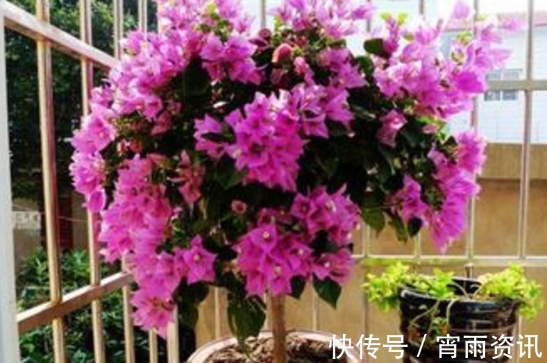 电线|养了3年三角梅,只因在盆里丢了根“老电线”,侧枝开花不停!