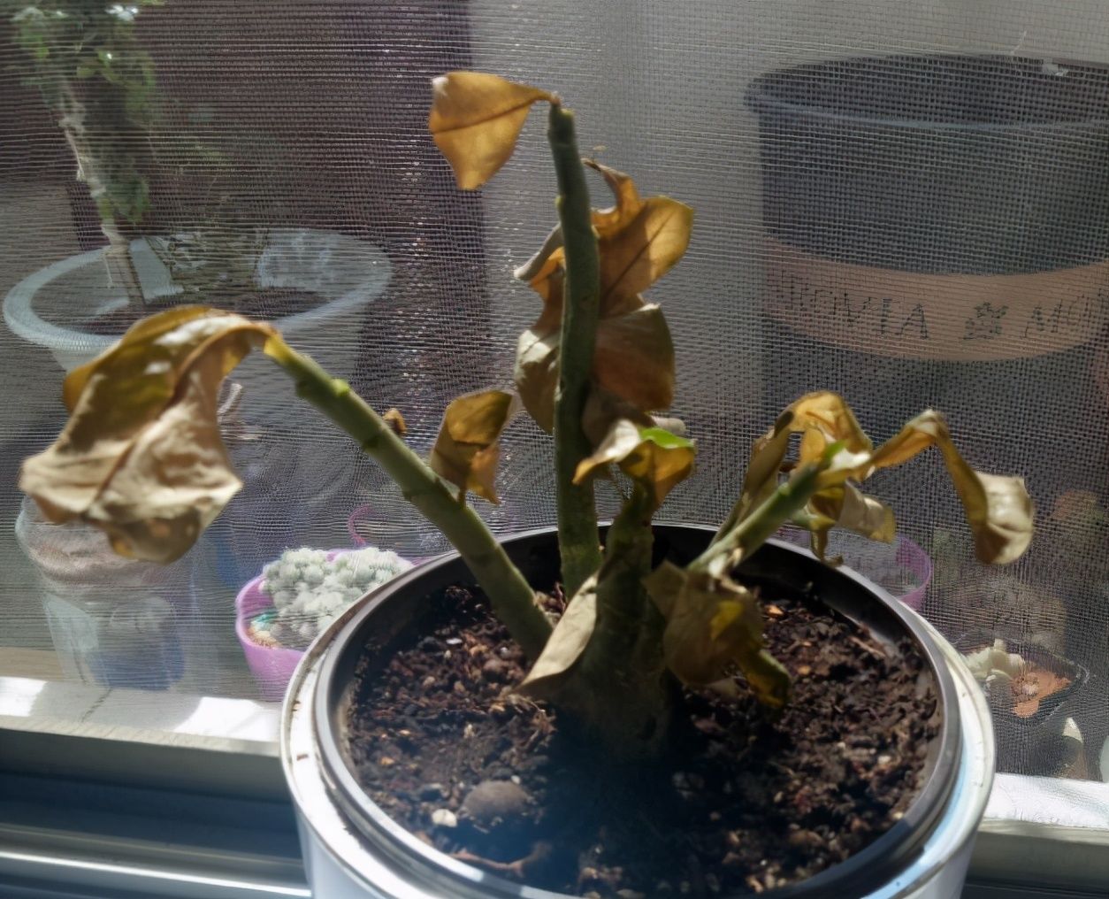 栀子花叶子发黄，是求救信号，不管花就容易死