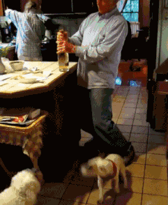 |搞笑GIF段子：老板，你是不是对可爱的皮卡丘有什么误解？