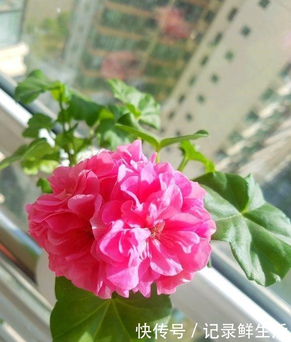 品种|为了养花,她花了3年时间,把家改造成了一个漂亮大花房,太惊艳!