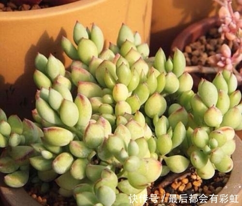 3种多肉植物,冬天冻一冻更漂亮,香味浓郁,养成小老桩!