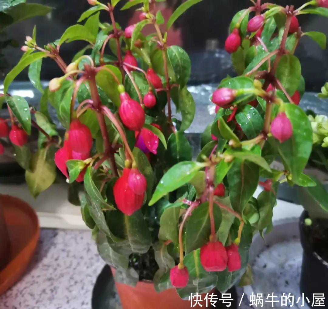 种花|7种花慎养,天一热就死,白花钱买罪受