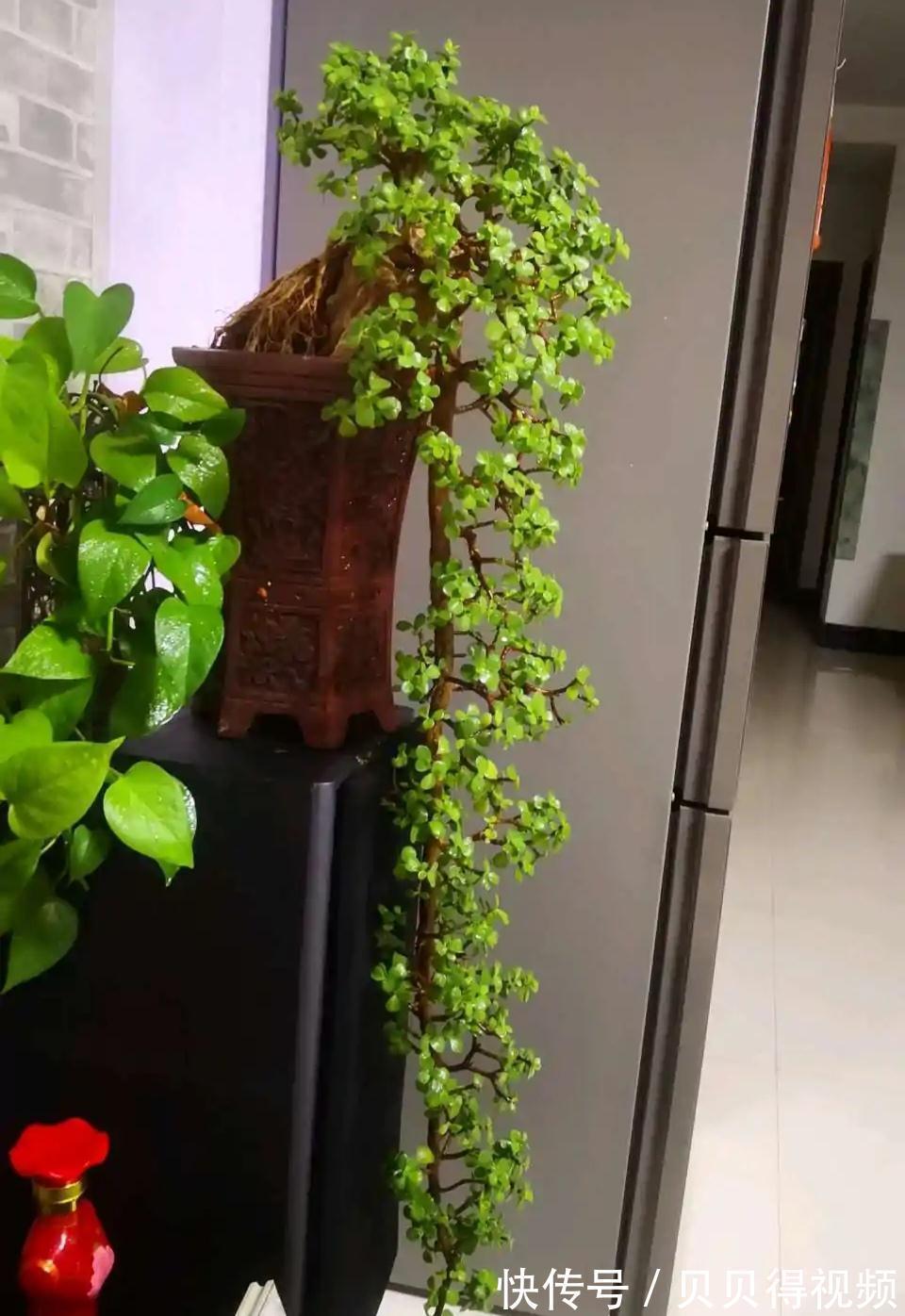 金枝玉叶的叶子总是哗哗的掉,因它这6怕,要注意避免