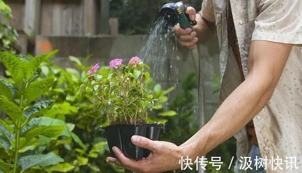 夏季养花，首选这些不怕晒，不怕旱的花卉，养着省心、看着养眼