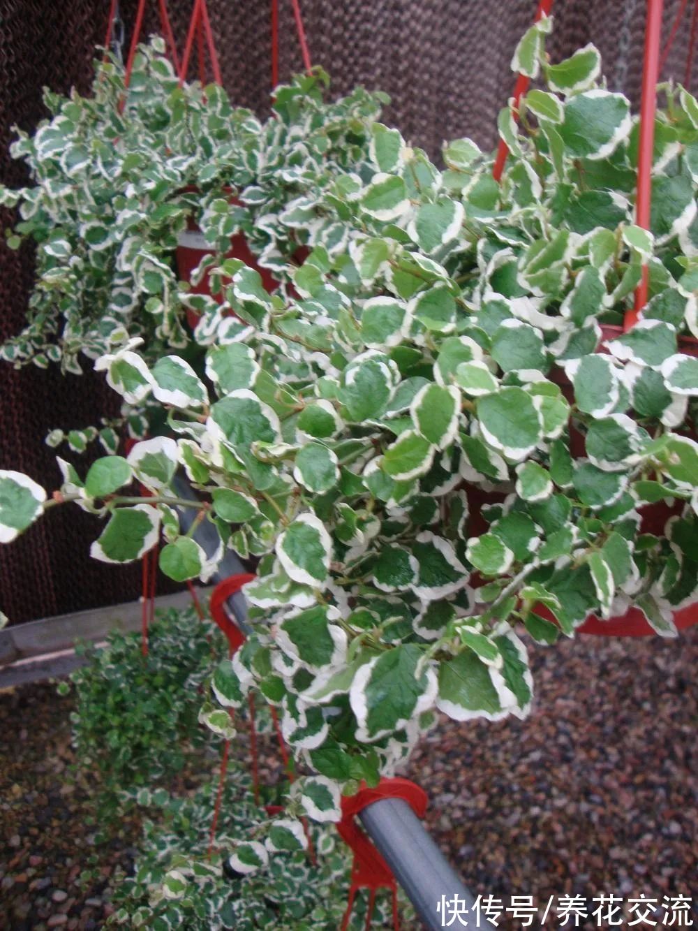 8种小众的垂盆花卉,小巧且可爱,朝东的窗台上可悬挂几盆