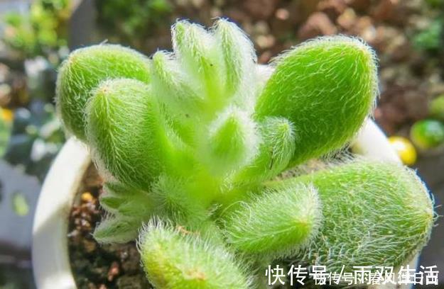 老桩多肉发新根有没有什么巧招？肉友：有而且有3个