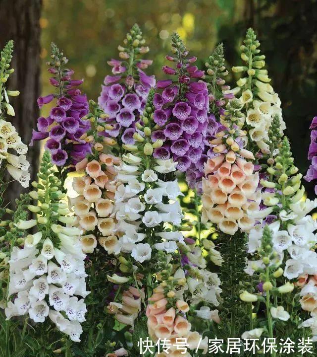 老桩|阳台养花,不用养贵的,3种“土气”花,开花“高贵”又热闹