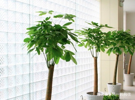 养好发财树就要学会这几点,轻松开出富贵花,真是太漂亮了