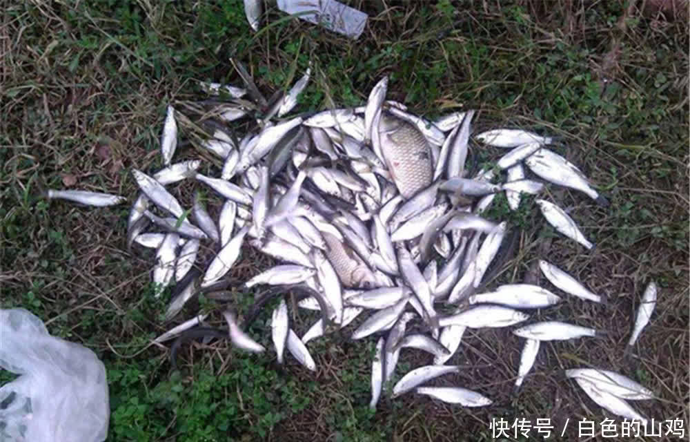 野钓遇上白条闹窝，不如把白条钓光，用这些速刷钓法，简单有效！