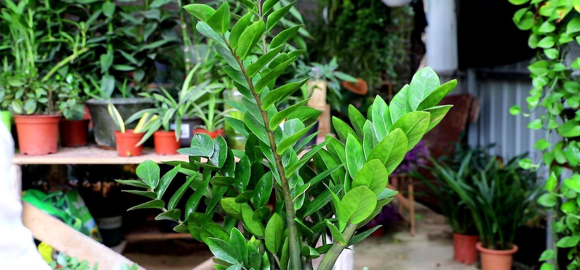 金枝玉叶|命里“多金”的5种花,寓意好又贵气,家里养一盆,带来好运气