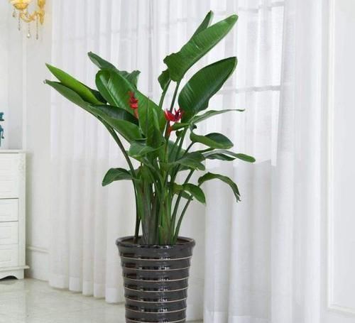 空气|这三种绿植,不仅能净化空气,还具有观赏价值,最适合放在家里养