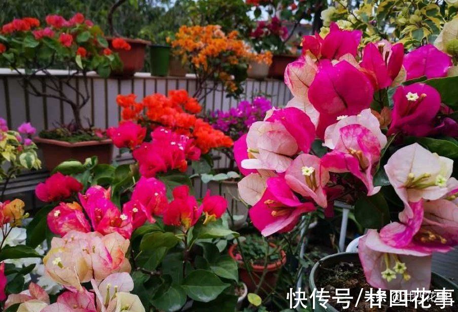 浇水|学会3个小技巧，不用控水，三角梅依然爆花，一茬接一茬