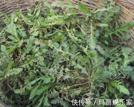 入药|乡间常见野菜,用来包饺子味道一绝,如今城里一斤8元,还能入药