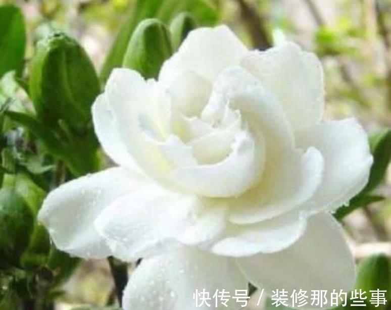 栀子花|养花就养个花期长的，花大色艳，四季繁花似锦，美