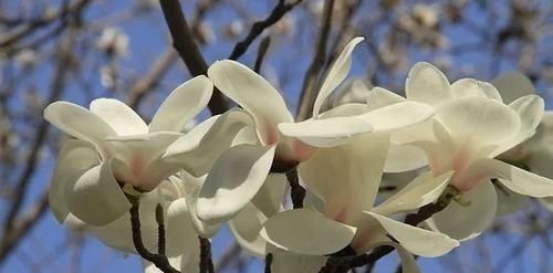 古代的“大户人家”都喜欢养这10种植物,家里养几盆,富贵吉祥旺家宅,你家养了吗