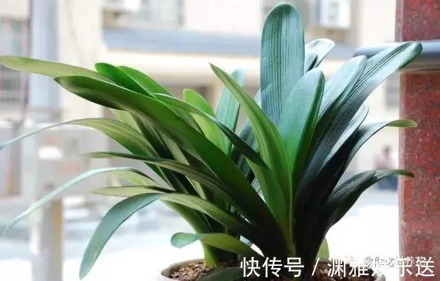 黄叶|5类花儿不可多浇水!黄叶烂根的原因就是它!养花不可不知!