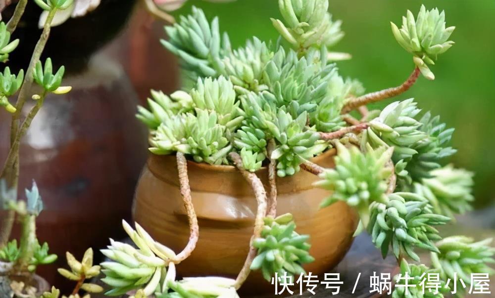 养护|多肉千佛手,号称“绿巨人”,一片叶子长一盆,养成群生肉墩子