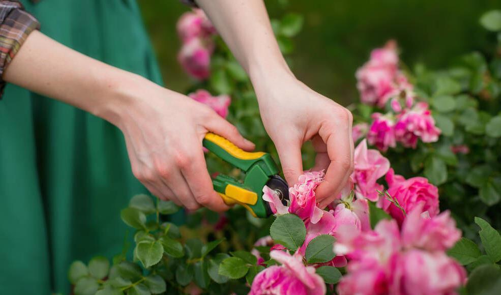 现在养3种花,千万别乱剪,越剪越糟糕