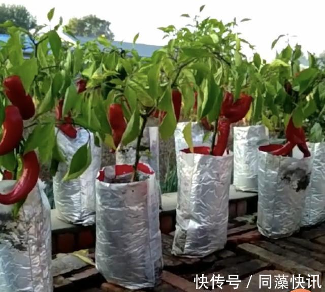 养花不成“改种菜”,红辣椒种在“编织袋”里,一次能摘30斤