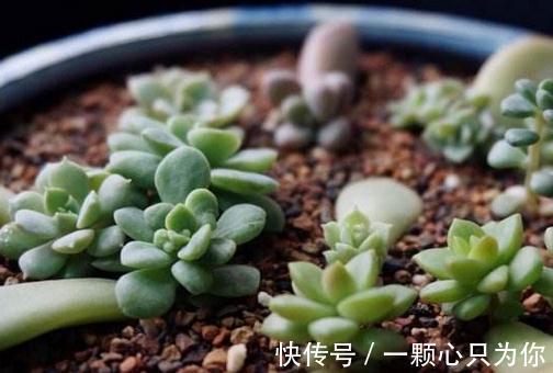 怎么提高多肉叶插成活率,这五点你要多加注意