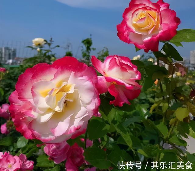 3种“香水”月季,适合阳台盆栽,花开一朵,满屋飘香