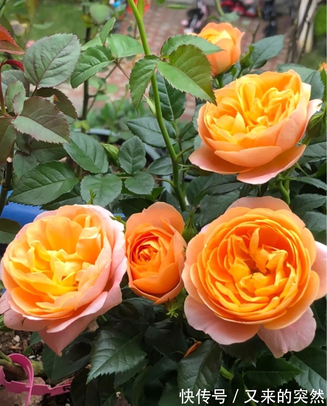 入冬修剪,这9种花,剪错不开花、杆子会枯死