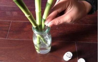 养花浇水放个小药片,比花肥管用多了,不黄叶不烂根猛开花!