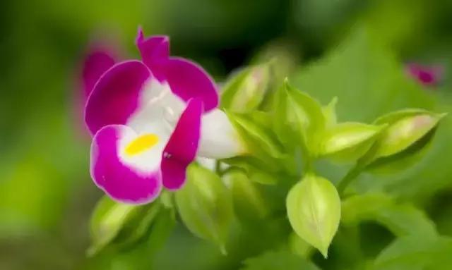 这些花卉太阳越大,花开越鲜艳,最适合夏季来养了!