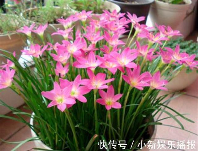 开花期|1种花比绿萝好养,比月季娇艳,香味浓郁开花多,1年四季开花不断