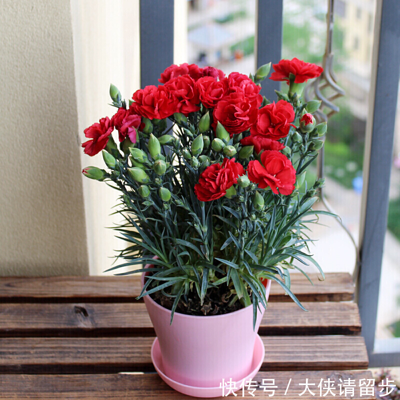 “人养花三年,花养人一生!”家居盆花100种,总有几款你喜欢