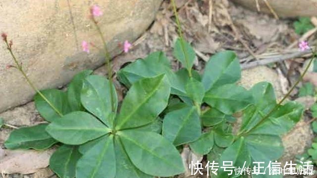 野草|它便是珍贵的“土人参”,告诉村里人,目前80元一斤,别忽视